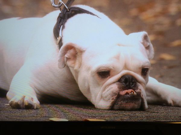 ブサかわ犬好きな方。