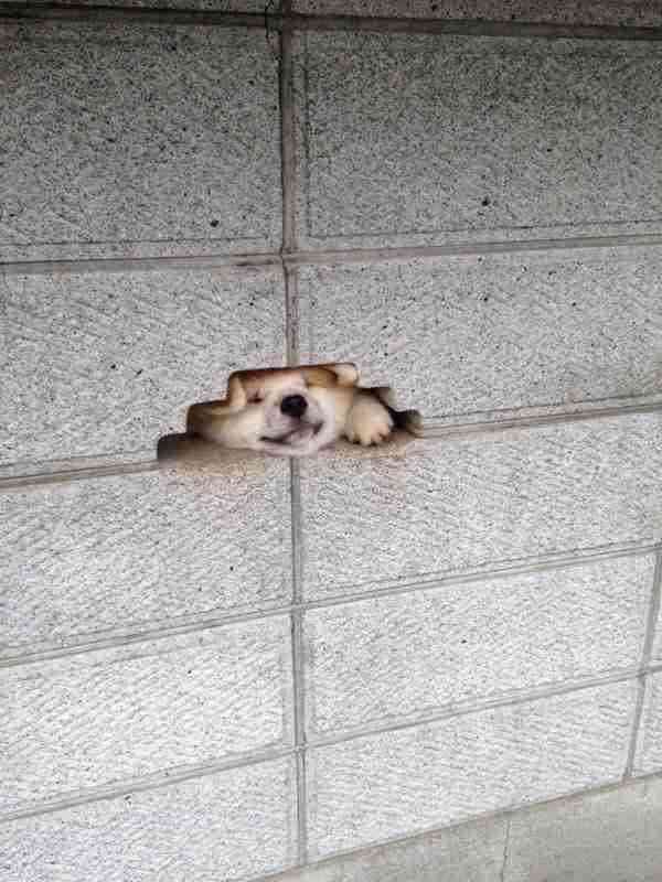ブサかわ犬好きな方。