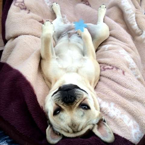 ブサかわ犬好きな方。