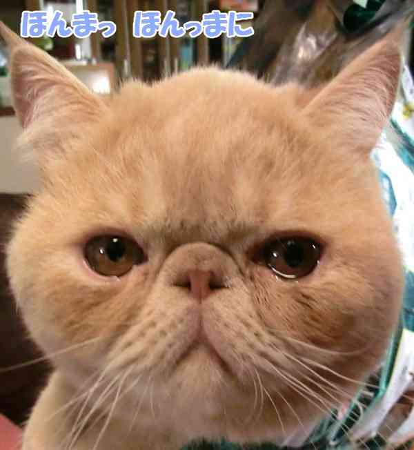 ブサかわ犬好きな方。