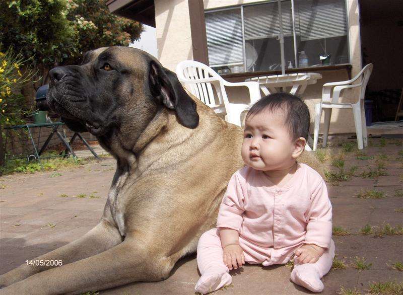 ブサかわ犬好きな方。