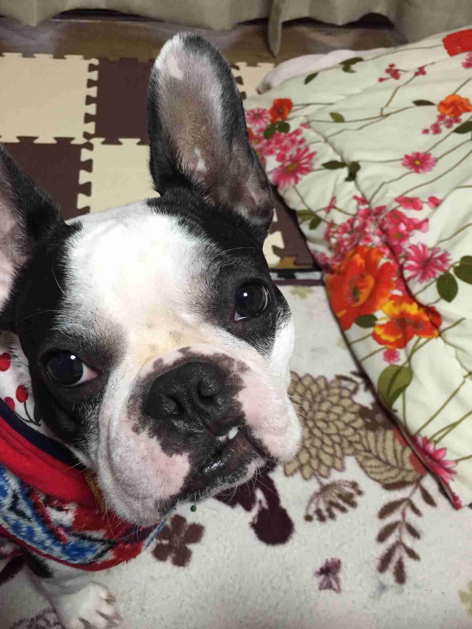 ブサかわ犬好きな方。