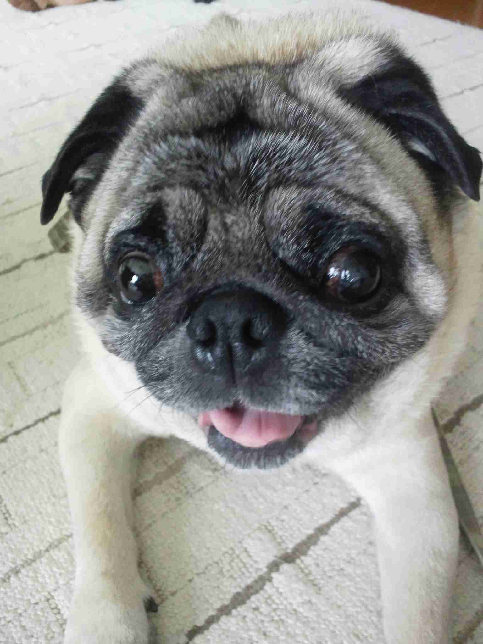 ブサかわ犬好きな方。