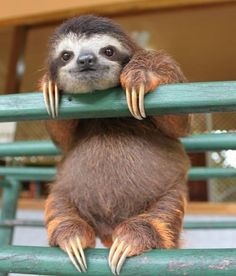 ガルちゃん動物園へようこそ！