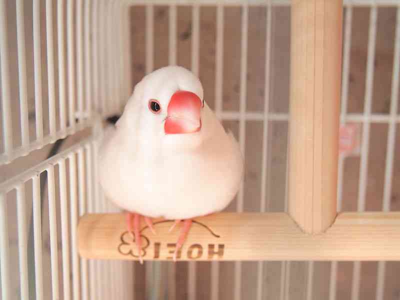 ガルちゃん動物園へようこそ！