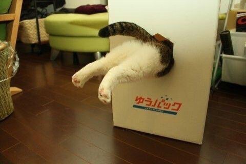 誰かのコメントに返事を書くトピ