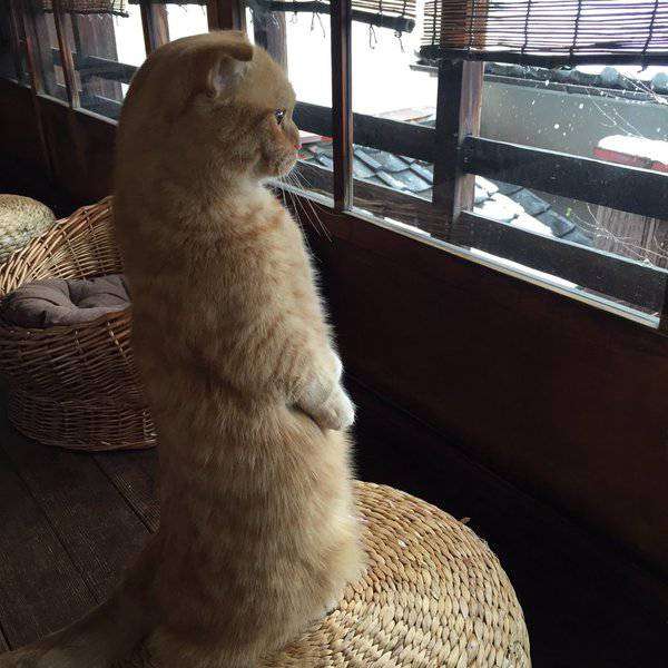 誰かのコメントに返事を書くトピ