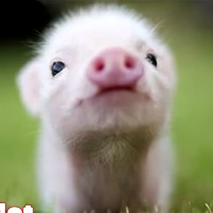 定番じゃない動物画像を貼ろう