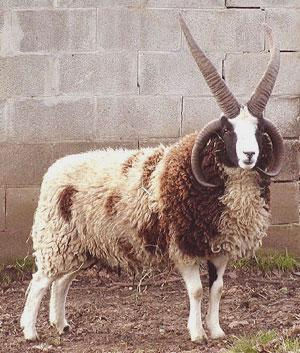 定番じゃない動物画像を貼ろう