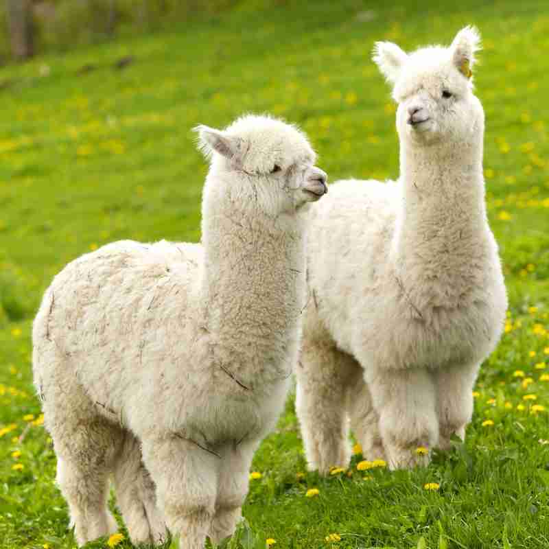 定番じゃない動物画像を貼ろう