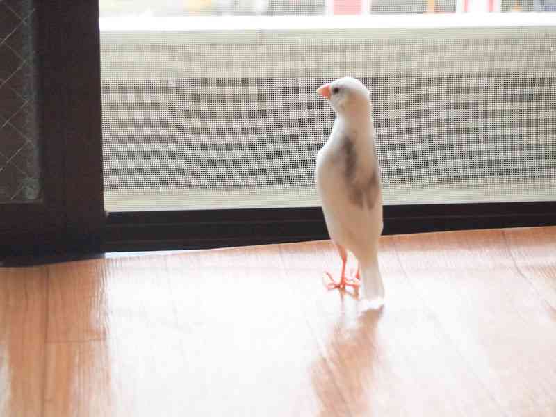 定番じゃない動物画像を貼ろう
