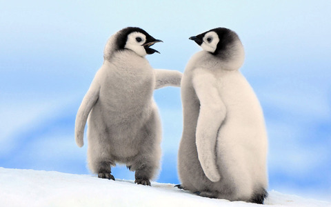 定番じゃない動物画像を貼ろう