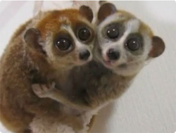 定番じゃない動物画像を貼ろう