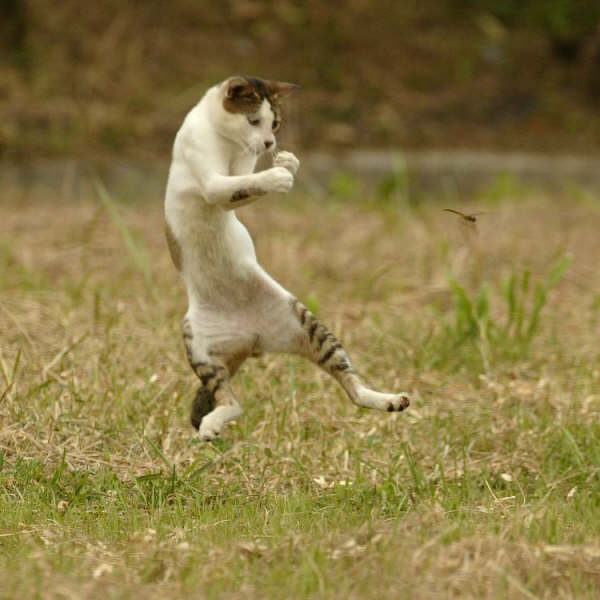 定番じゃない動物画像を貼ろう