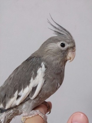 定番じゃない動物画像を貼ろう