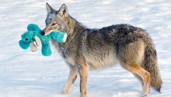 定番じゃない動物画像を貼ろう
