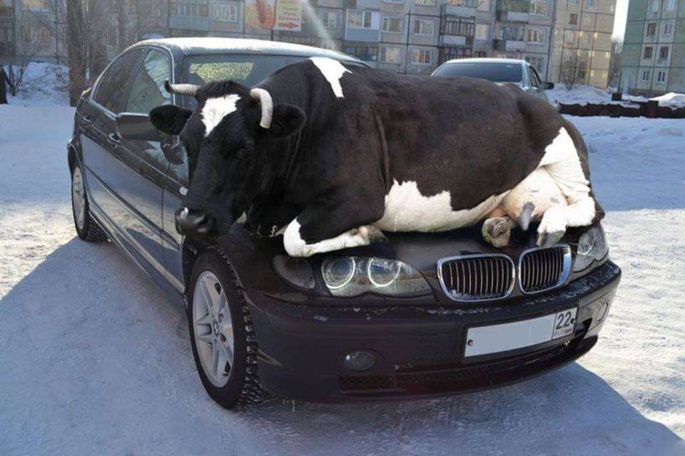 定番じゃない動物画像を貼ろう