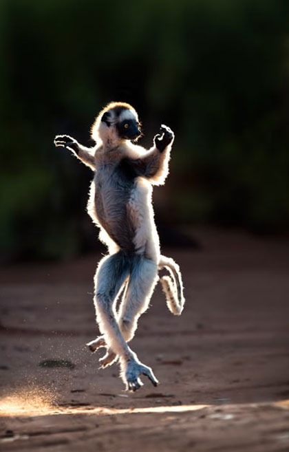 定番じゃない動物画像を貼ろう