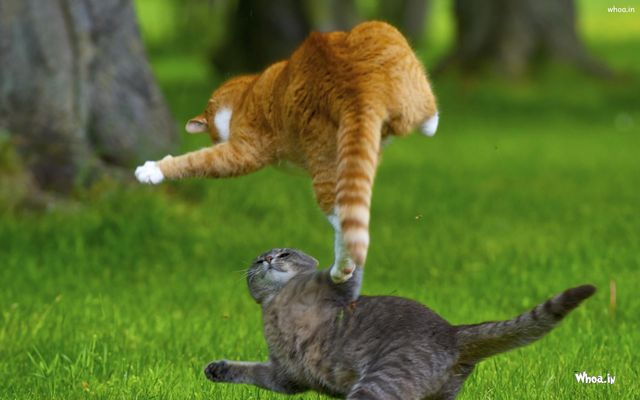 定番じゃない動物画像を貼ろう