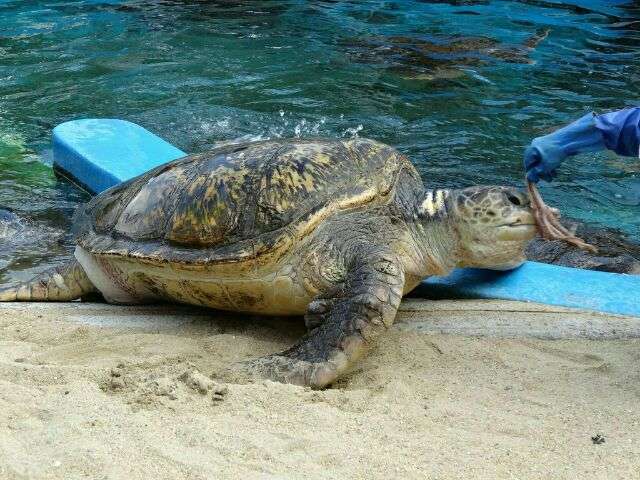 定番じゃない動物画像を貼ろう