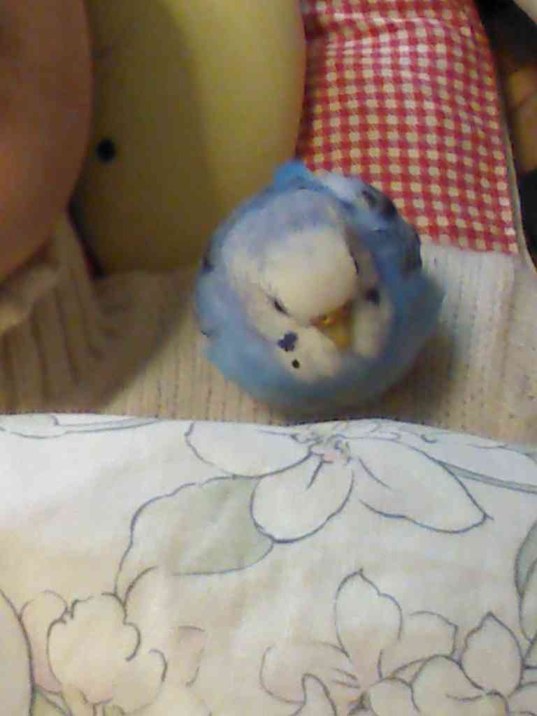 定番じゃない動物画像を貼ろう