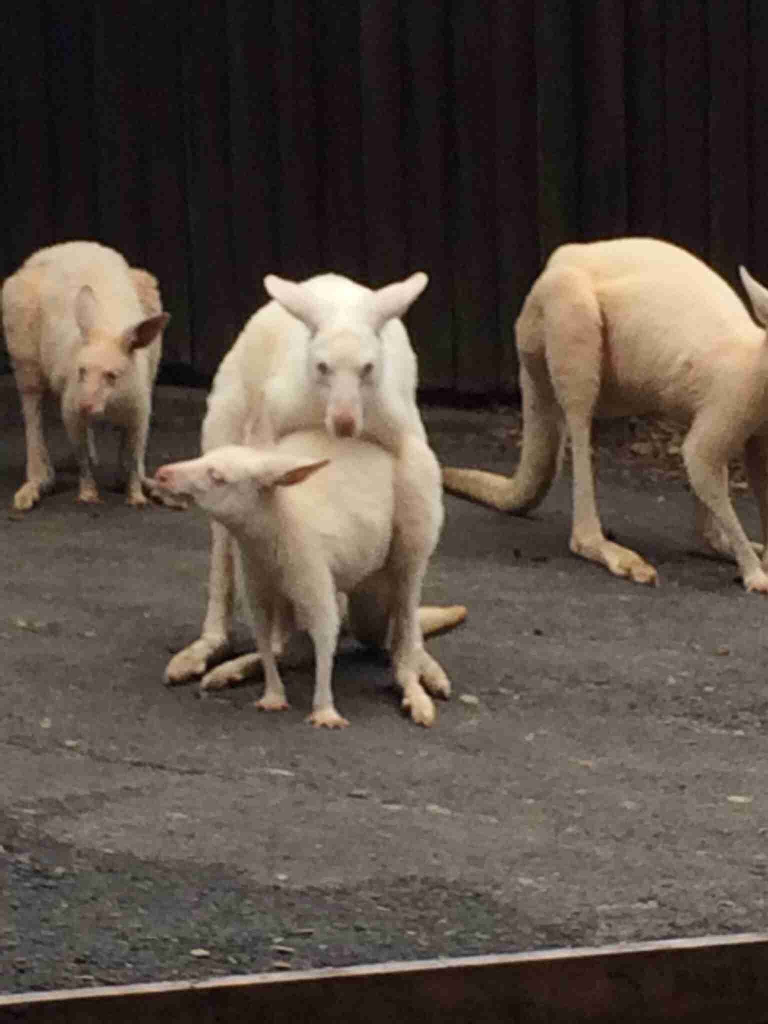 定番じゃない動物画像を貼ろう
