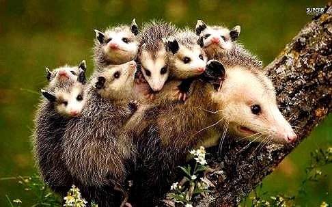 定番じゃない動物画像を貼ろう