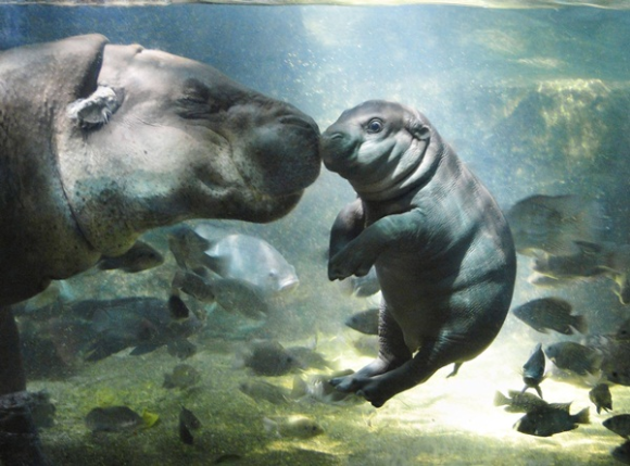 定番じゃない動物画像を貼ろう