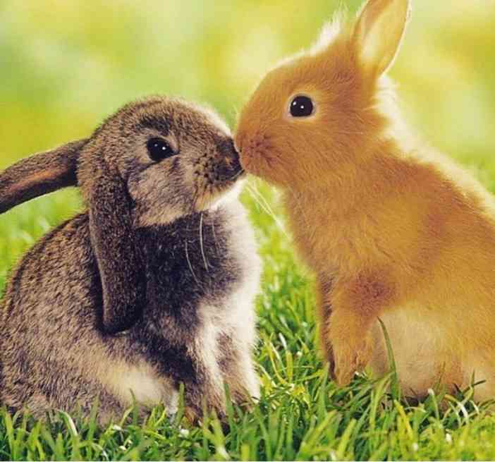 定番じゃない動物画像を貼ろう