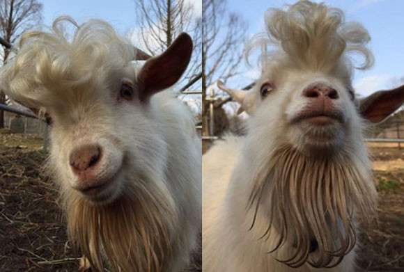 定番じゃない動物画像を貼ろう