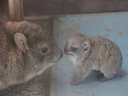定番じゃない動物画像を貼ろう