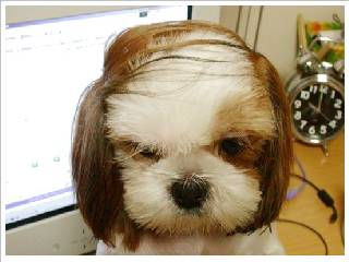 定番じゃない動物画像を貼ろう