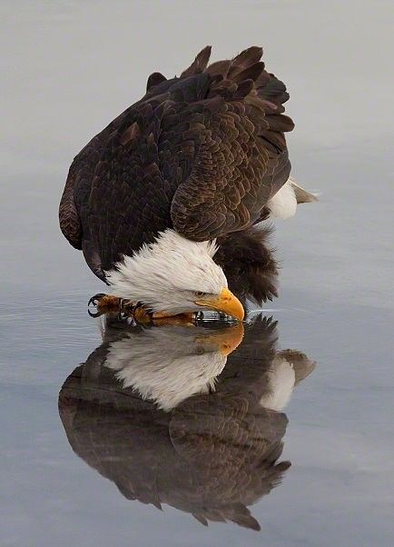 定番じゃない動物画像を貼ろう