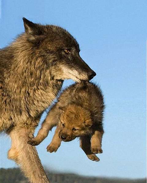 定番じゃない動物画像を貼ろう