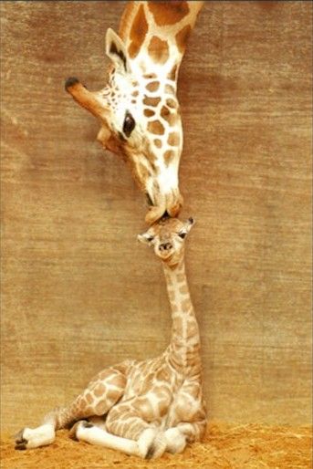 定番じゃない動物画像を貼ろう