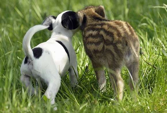 定番じゃない動物画像を貼ろう