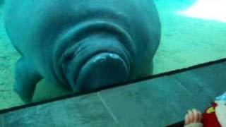 定番じゃない動物画像を貼ろう