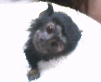 定番じゃない動物画像を貼ろう
