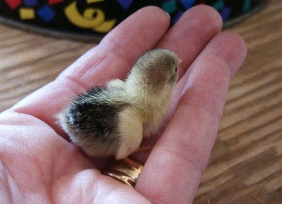 定番じゃない動物画像を貼ろう