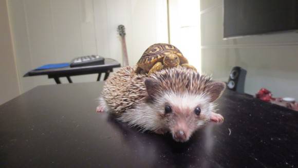 定番じゃない動物画像を貼ろう