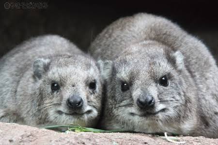 定番じゃない動物画像を貼ろう