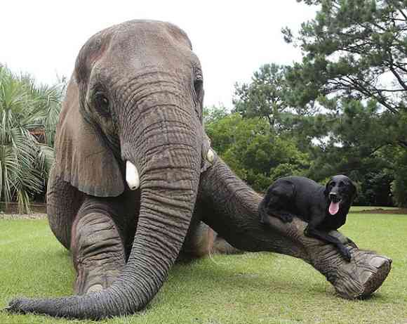 定番じゃない動物画像を貼ろう