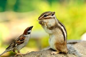 定番じゃない動物画像を貼ろう