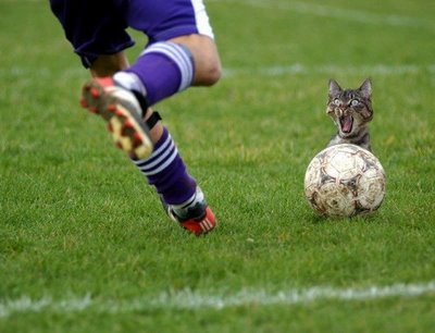 定番じゃない動物画像を貼ろう