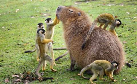 定番じゃない動物画像を貼ろう