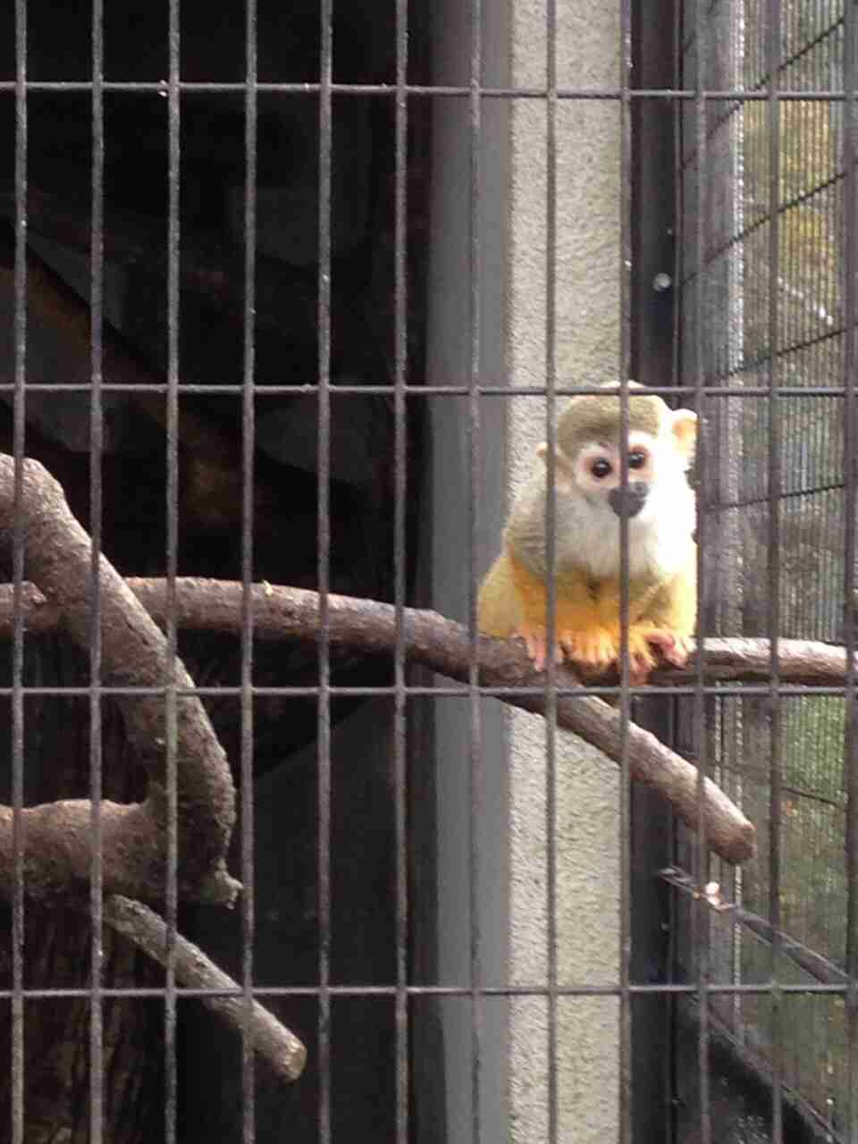 定番じゃない動物画像を貼ろう