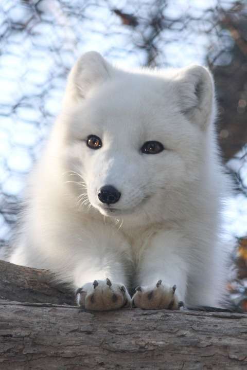 定番じゃない動物画像を貼ろう