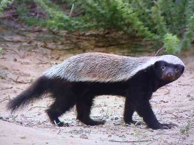 定番じゃない動物画像を貼ろう