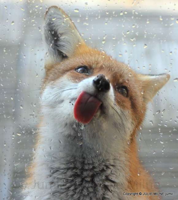 定番じゃない動物画像を貼ろう