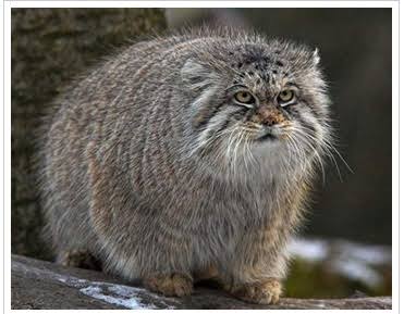 定番じゃない動物画像を貼ろう